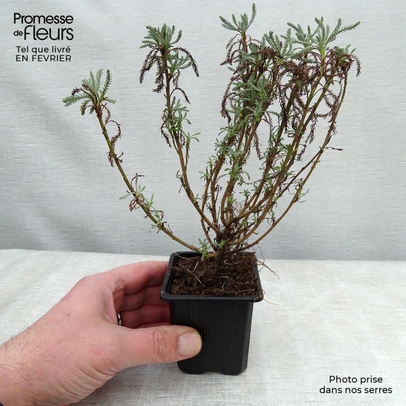 Santolina pinnata subsp neapolitana Edward Bowles Vasetto da 8/9 cm esemplare consegnato in inverno