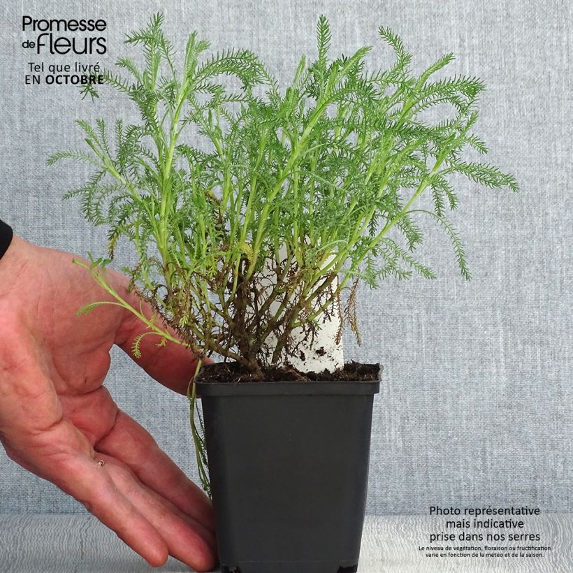 Esemplare di Santolina pinnata subsp neapolitana Edward Bowles Vasetto da 8/9 cm come consegnato in autunno