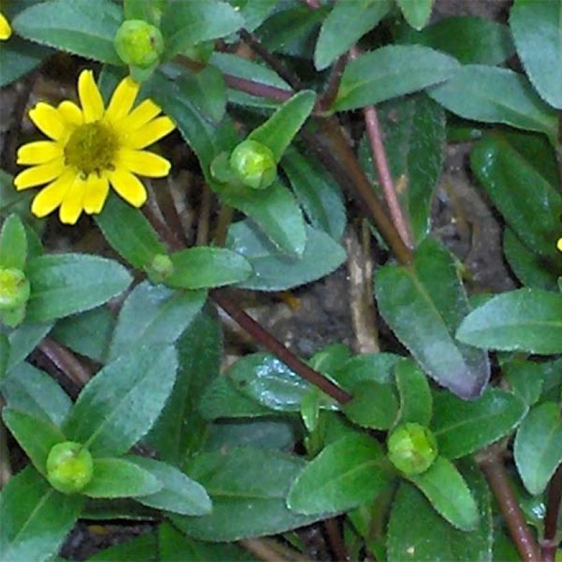 Sanvitalia speciosa Aztekengold (Fogliame)