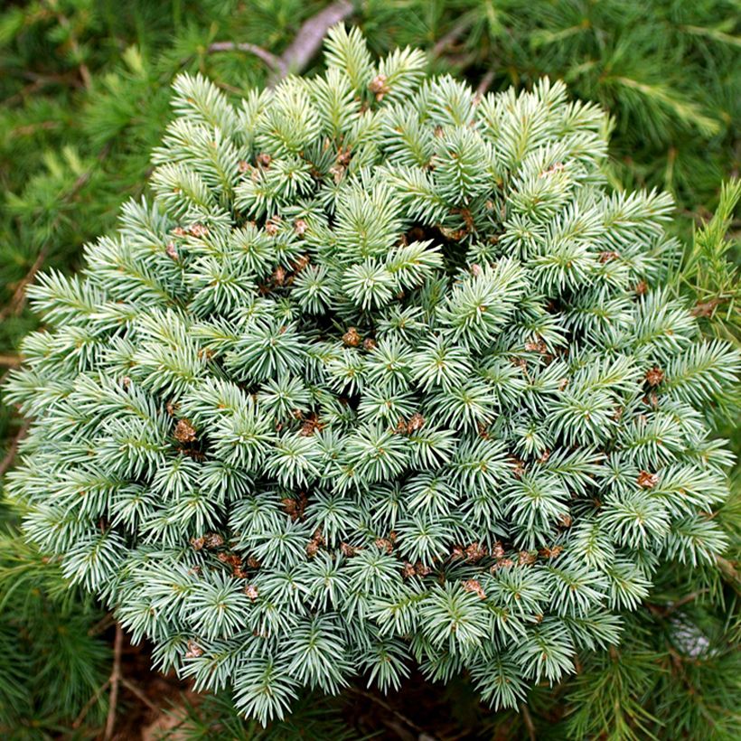 Picea pungens Blue Pearl (Fogliame)