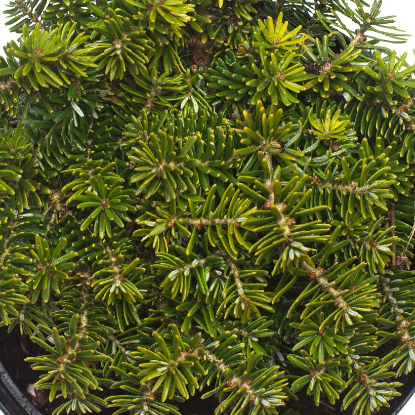 Abete coreano Brillant - Abies koreana (Fogliame)