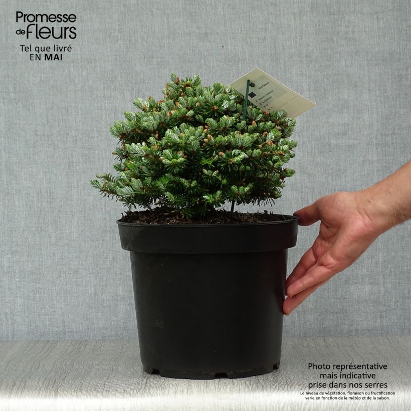 Abete coreano Nadelkissen - Abies koreana Vaso da 7,5L/10L esemplare consegnato in primavera