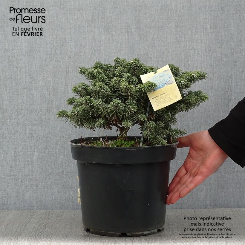 Abete coreano Tundra - Abies koreana Pezzo esemplare consegnato in inverno