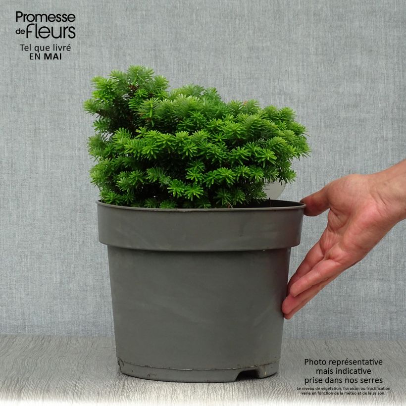 Abete coreano Cis - Abies koreana Vaso da 7,5L/10L esemplare consegnato in primavera