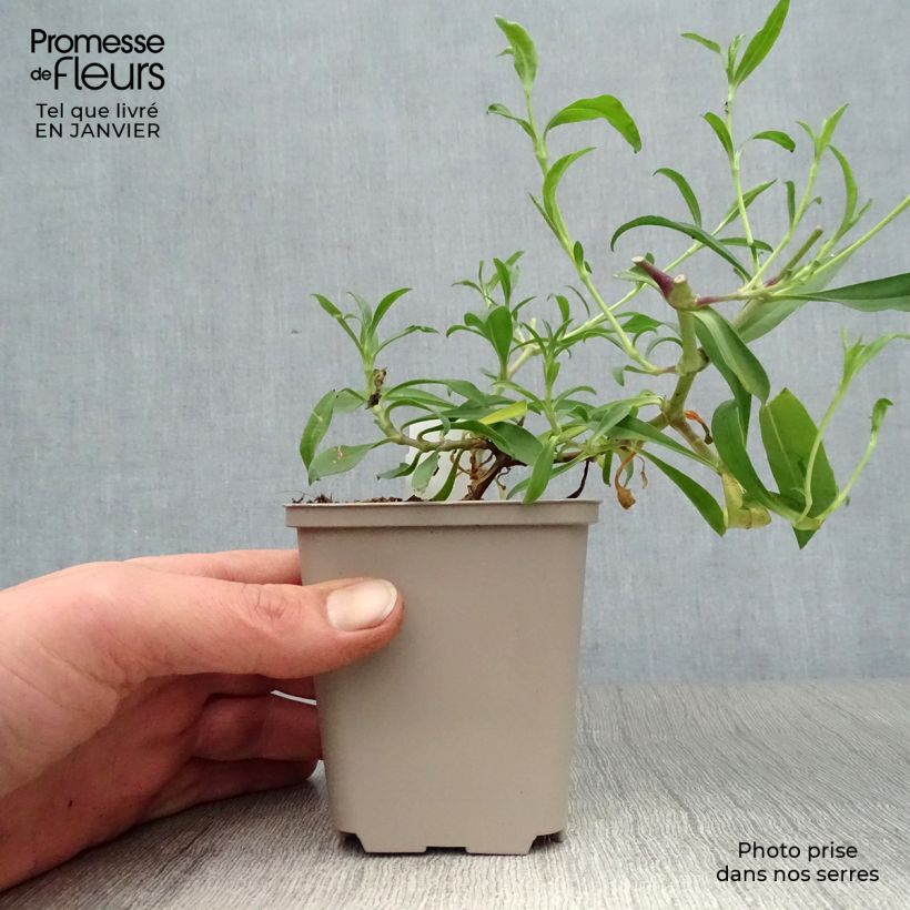 Saponaria Max Frei Vasetto da 8/9 cm esemplare consegnato in inverno