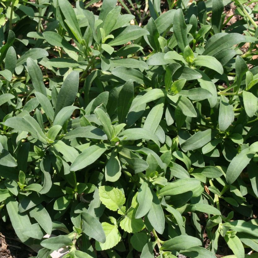 Saponaria Max Frei (Fogliame)