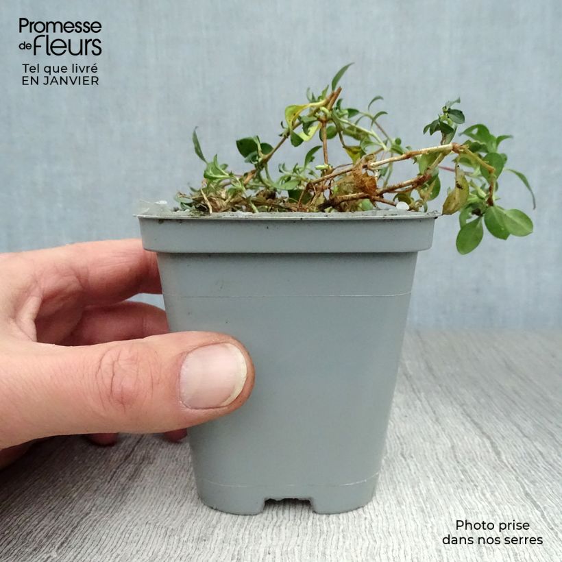 Saponaria ocymoides - Saponaria rossa Vasetto da 8/9 cm esemplare consegnato in inverno