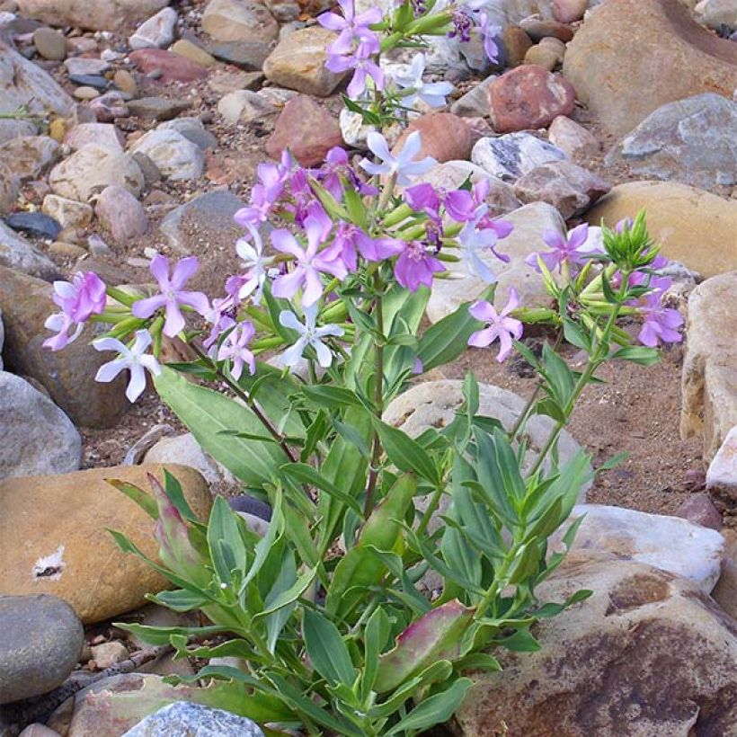Saponaria officinalis - Saponaria comune (Porto)