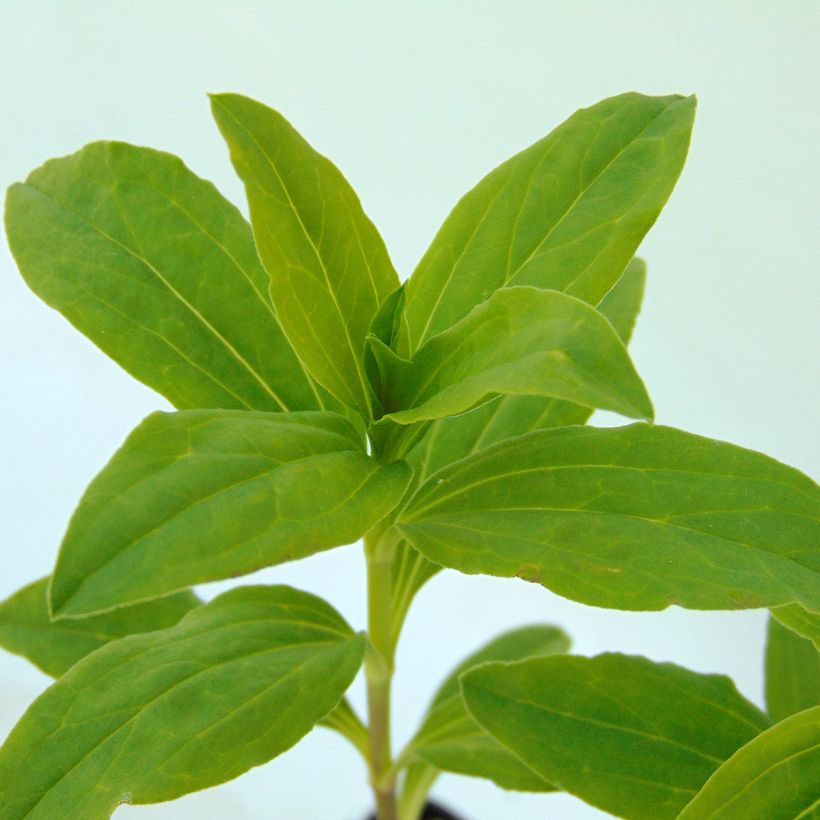 Saponaria officinalis Alba Plena - Saponaria comune (Fogliame)