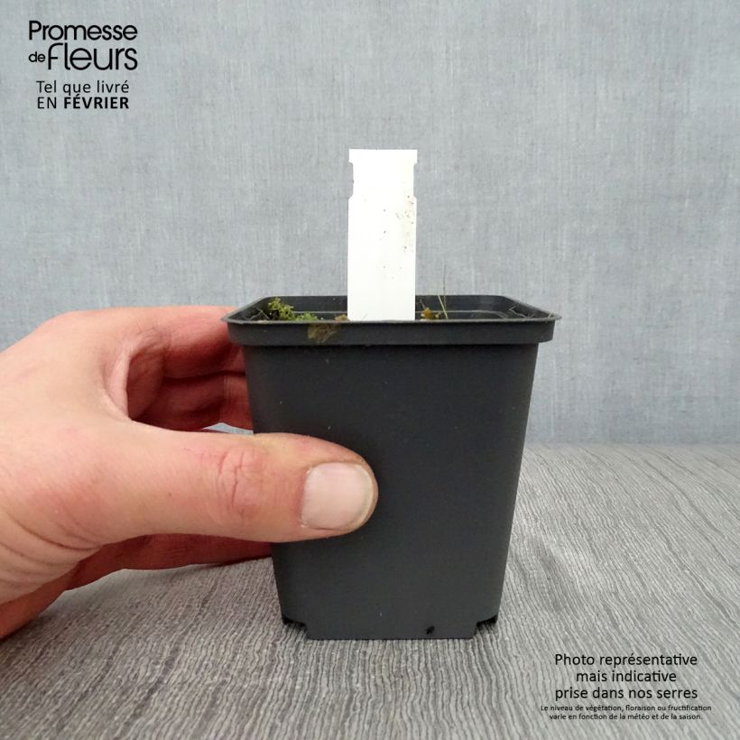 Saponaria officinalis Alba Plena - Saponaria comune Vasetto da 8/9 cm esemplare consegnato in inverno