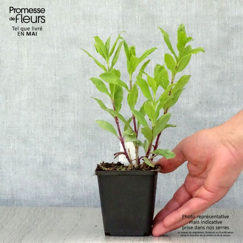 Saponaria officinalis Alba Plena - Saponaria comune Vasetto da 8/9 cm esemplare consegnato in primavera