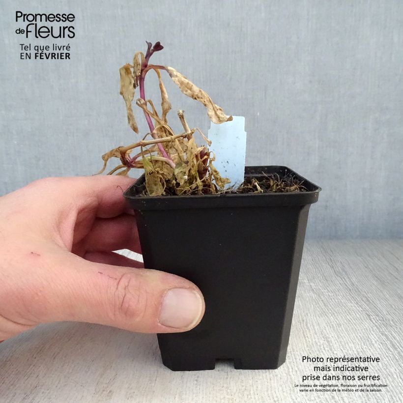 Saponaria officinalis Rosea Plena - Saponaria comune Vasetto da 8/9 cm esemplare consegnato in inverno