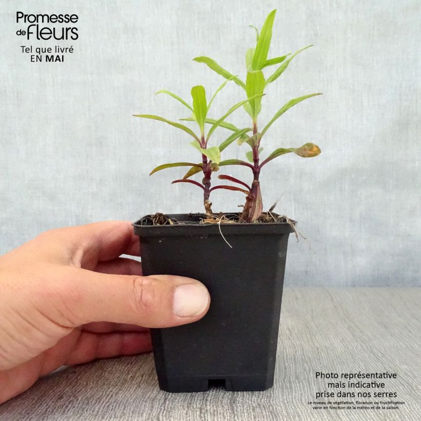 Saponaria officinalis Rosea Plena - Saponaria comune Vasetto da 8/9 cm esemplare consegnato in primavera