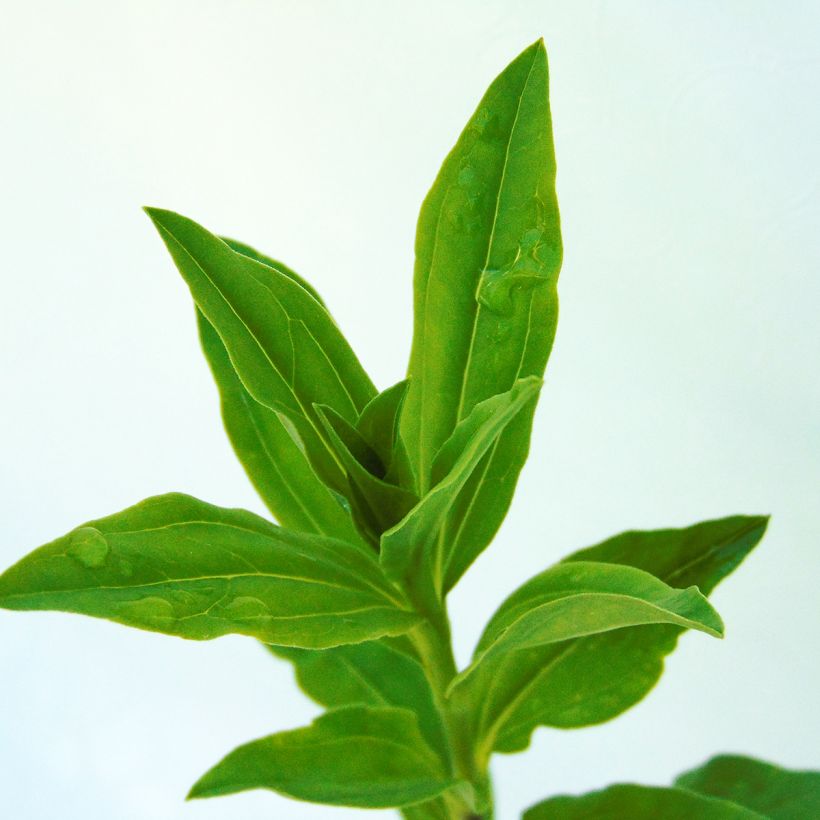 Saponaria officinalis - Saponaria comune (Fogliame)