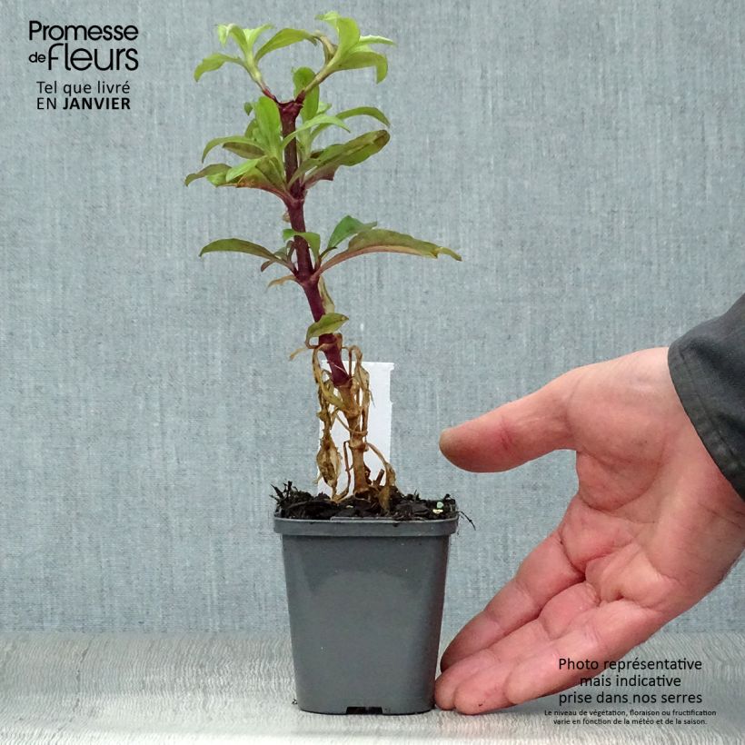 Saponaria officinalis - Saponaria comune Vasetto da 7/8 cm esemplare consegnato in inverno