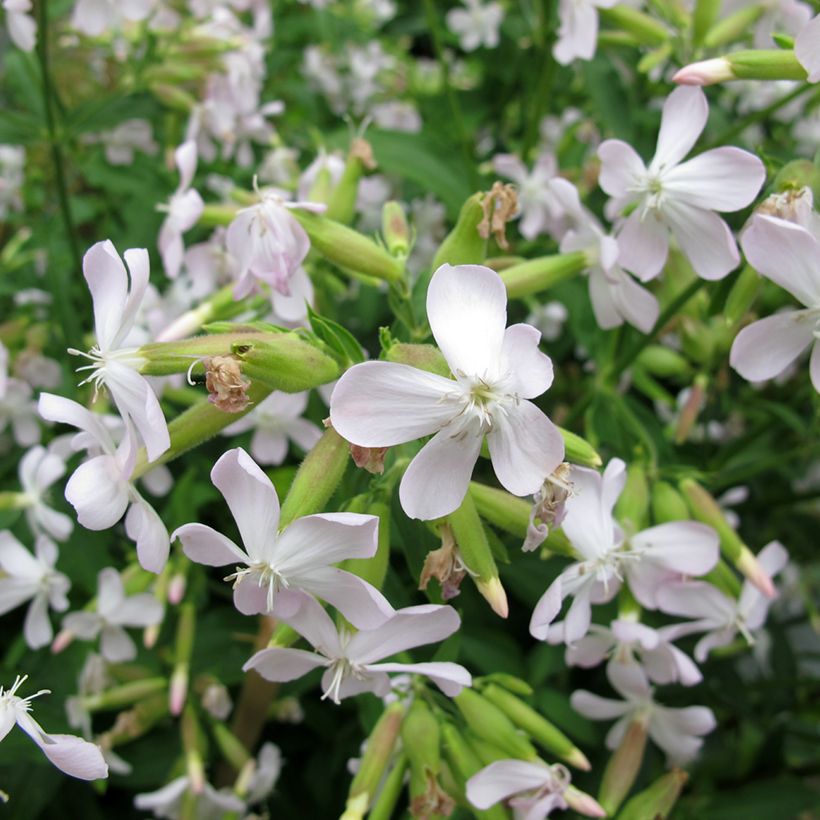 Saponaria officinalis - Saponaria comune (Fioritura)