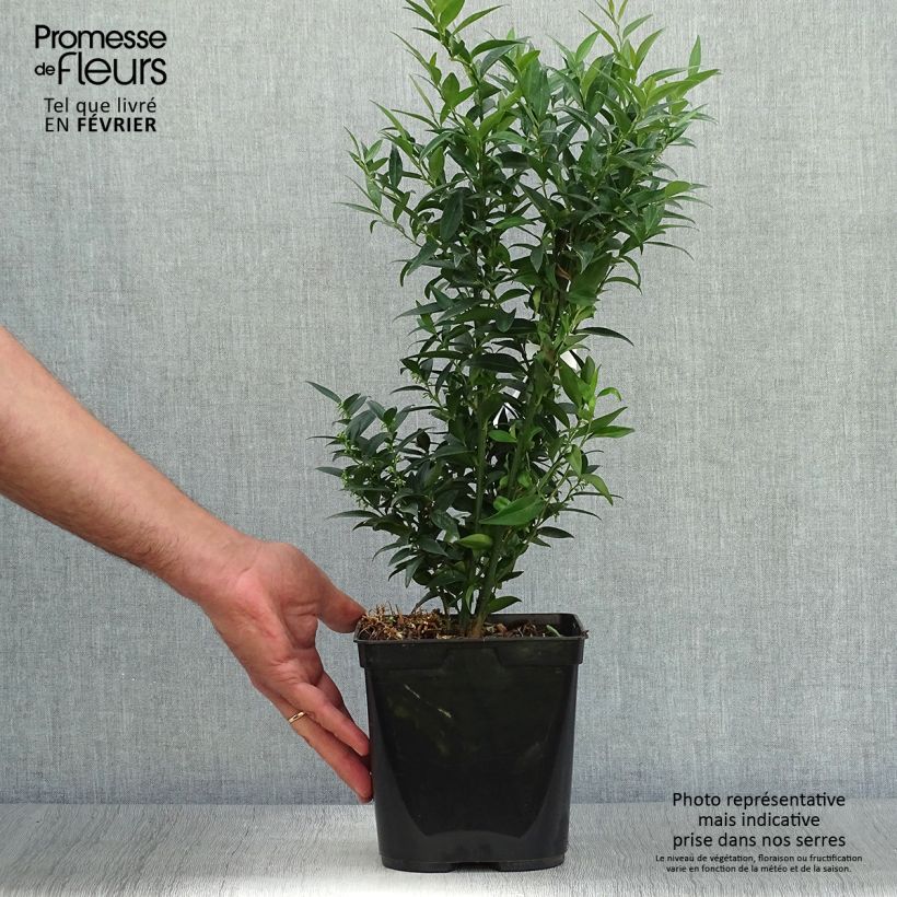 Esemplare di Sarcococca ruscifolia Dragon's gate Vaso da 3L/4L come consegnato in autunno