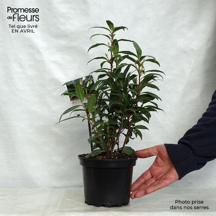 Sarcococca Winter Gem Vaso da 2L/3L esemplare consegnato in primavera