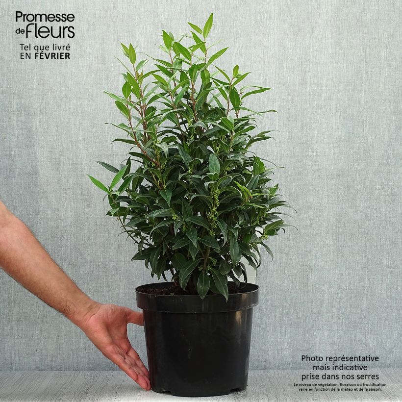 Esemplare di Sarcococca Winter Gem Vaso da 7,5L/10L come consegnato in autunno