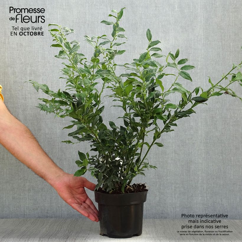 Esemplare di Sarcococca confusa Vaso da 2L/3L come consegnato in autunno