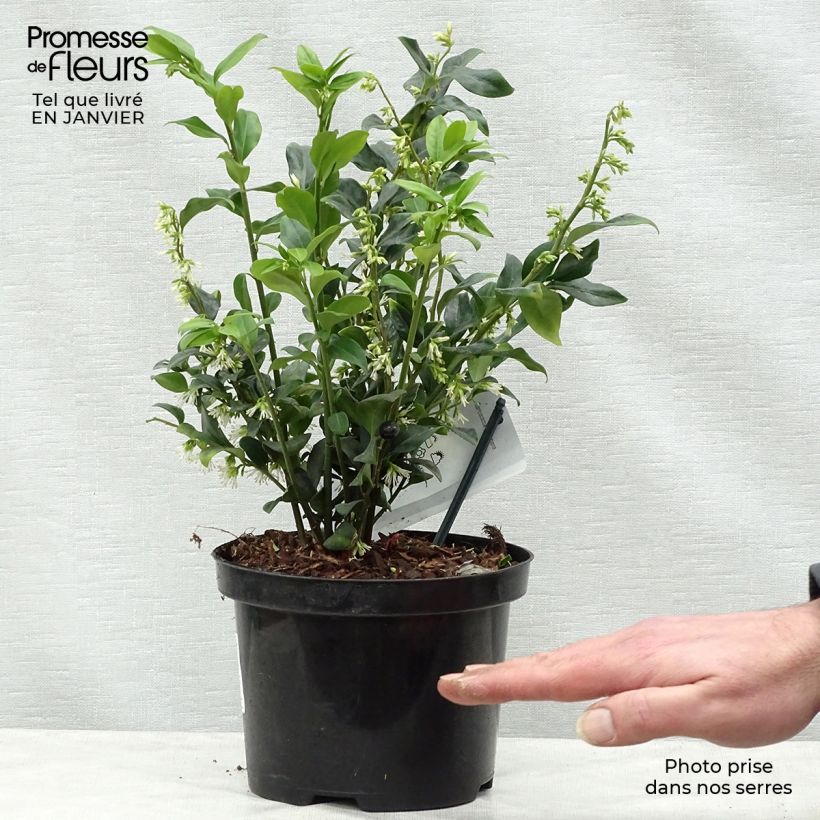 Sarcococca hookeriana Vaso da 2L/3L esemplare consegnato in inverno