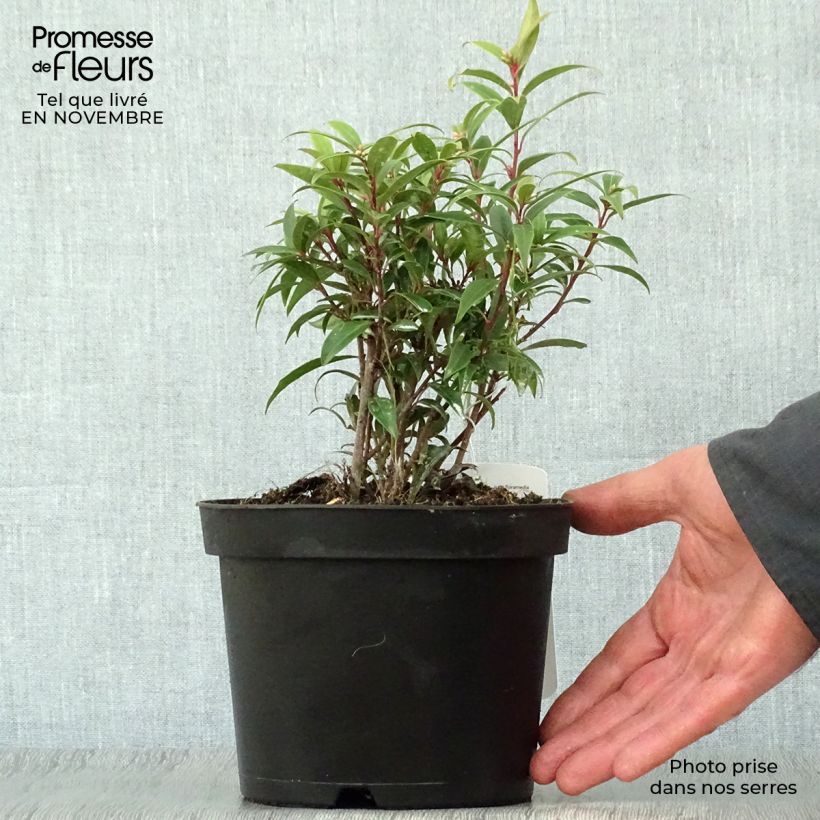 Esemplare di Sarcococca hookeriana var. digyna Vaso da 2L/3L come consegnato in autunno