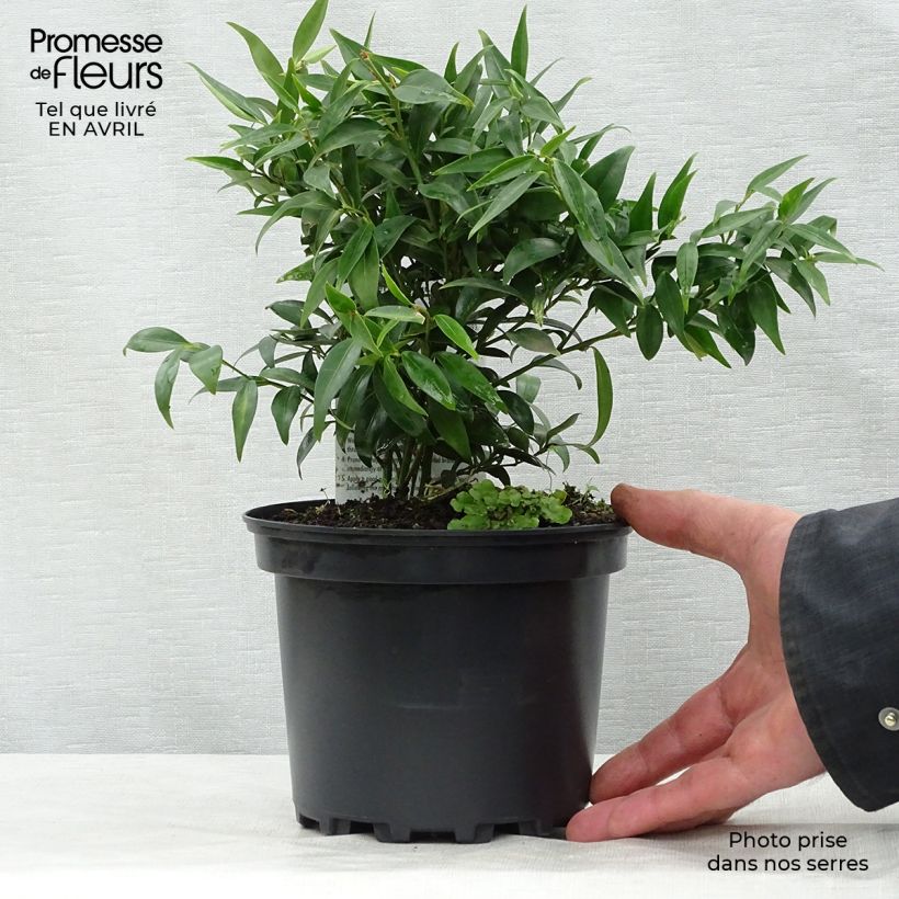 Sarcococca hookeriana var. digyna Vaso da 2L/3L esemplare consegnato in primavera