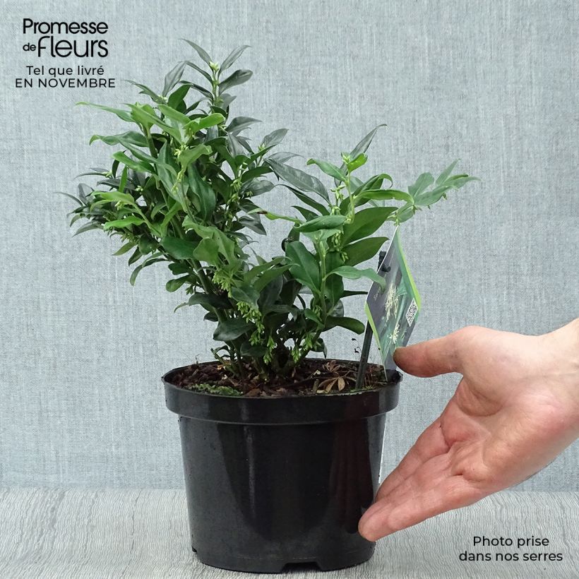 Esemplare di Sarcococca hookeriana Vaso da 2L/3L come consegnato in autunno
