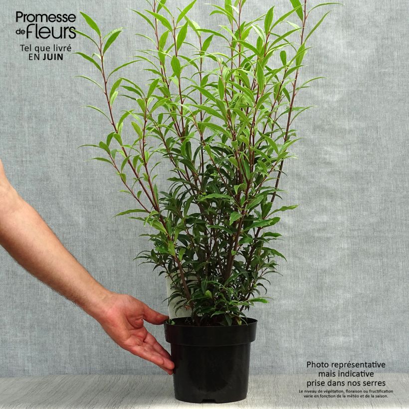 Esemplare di Sarcococca hookeriana var. digyna Purple Stem Vaso da 2L/3L consegnato in estate