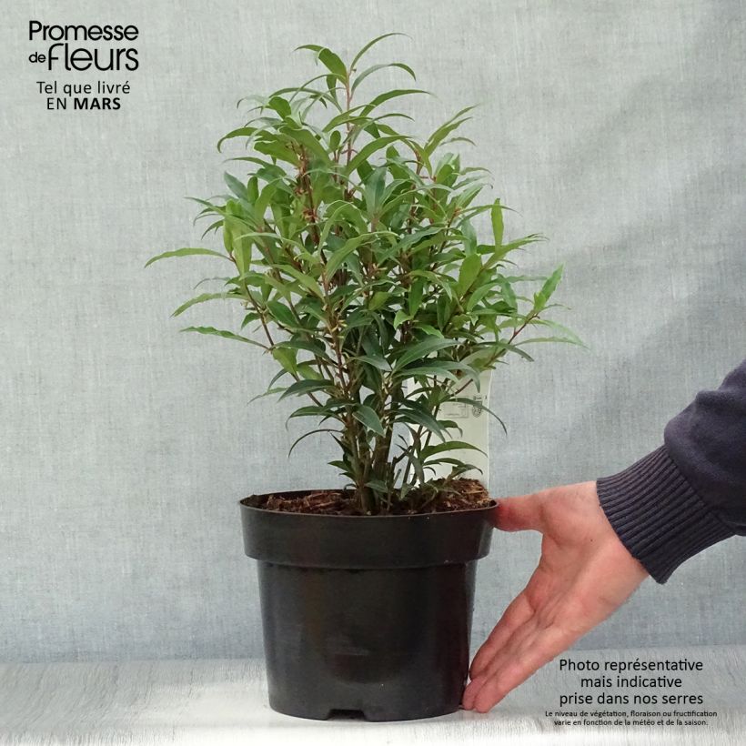 Sarcococca hookeriana var. digyna Purple Stem Vaso da 2L/3L esemplare consegnato in primavera