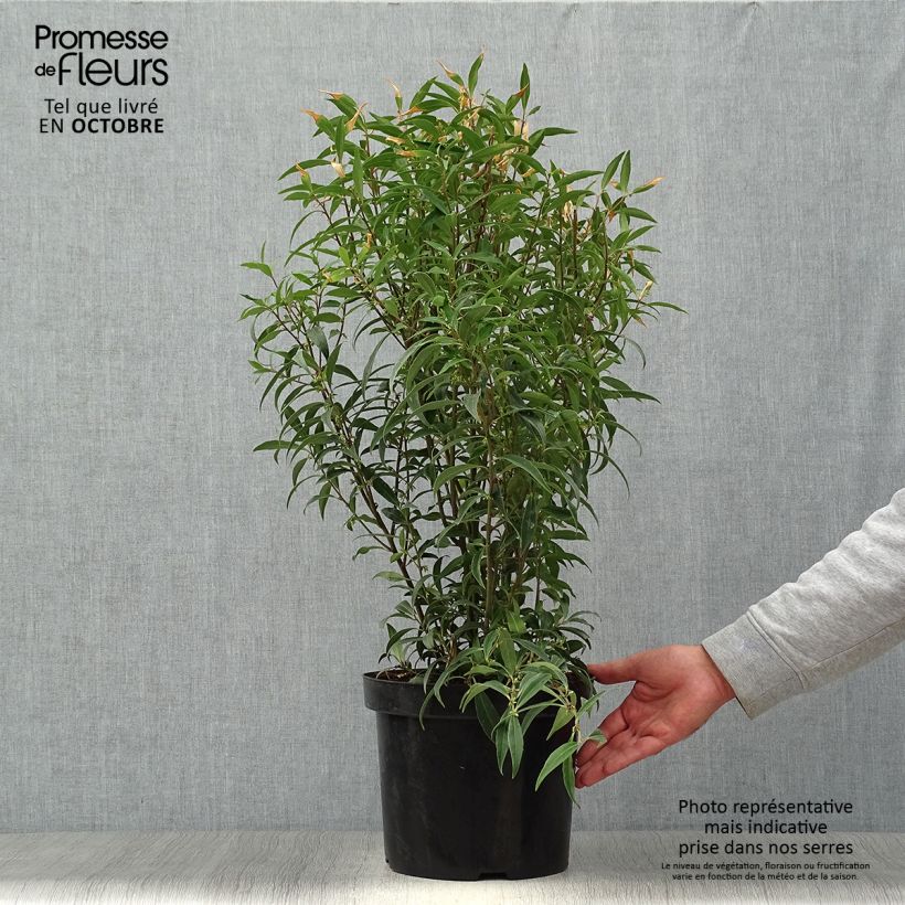 Esemplare di Sarcococca hookeriana var. digyna Purple Stem Vaso da 7,5L/10L come consegnato in autunno