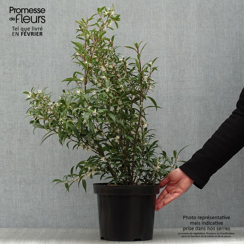 Sarcococca hookeriana var. digyna Purple Stem Vaso da 7,5L/10L esemplare consegnato in inverno