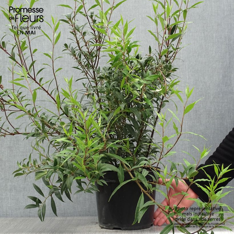 Sarcococca hookeriana var. digyna Purple Stem Vaso da 7,5L/10L esemplare consegnato in primavera