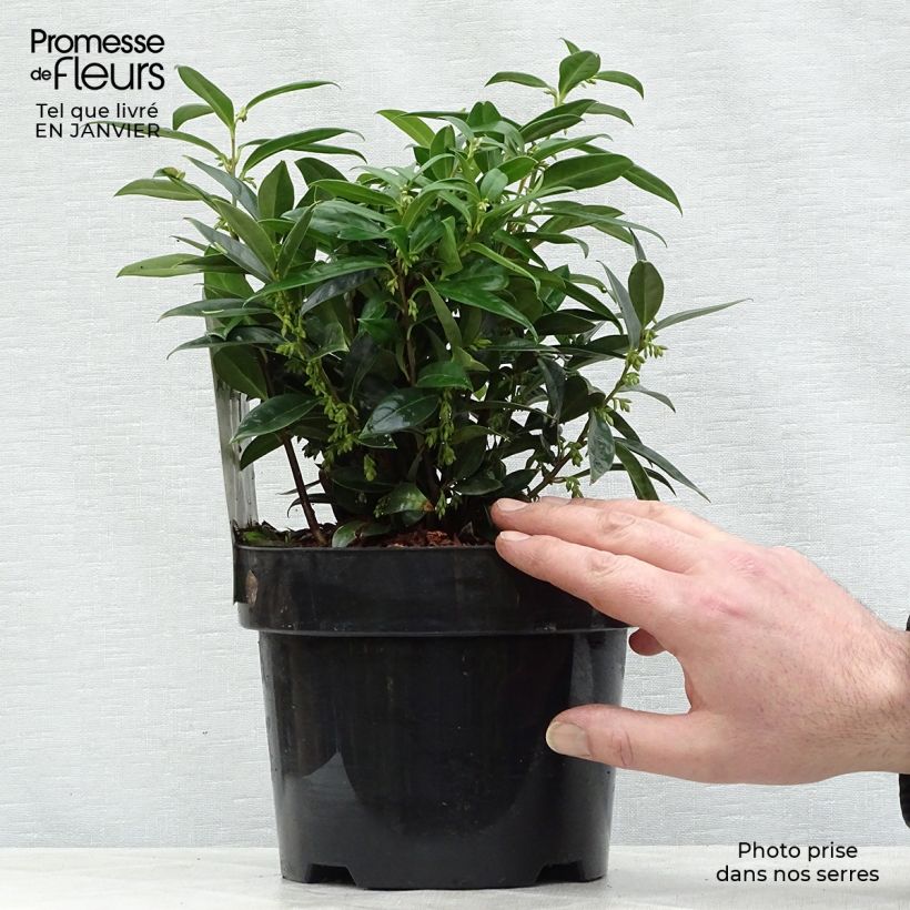 Sarcococca hookeriana var. humilis Vaso da 2L/3L esemplare consegnato in inverno
