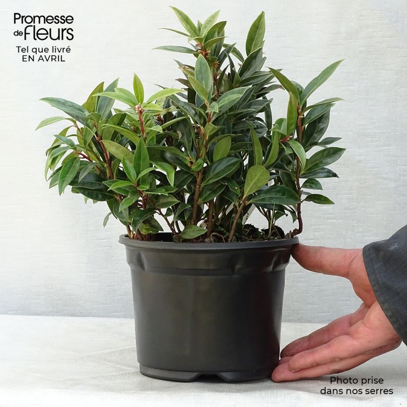 Sarcococca hookeriana var. humilis Vaso da 2L/3L esemplare consegnato in primavera