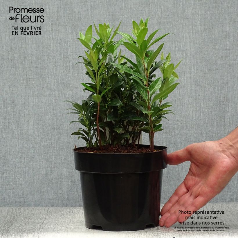 Esemplare di Sarcococca hookeriana var. humilis Vaso da 2L/3L come consegnato in autunno