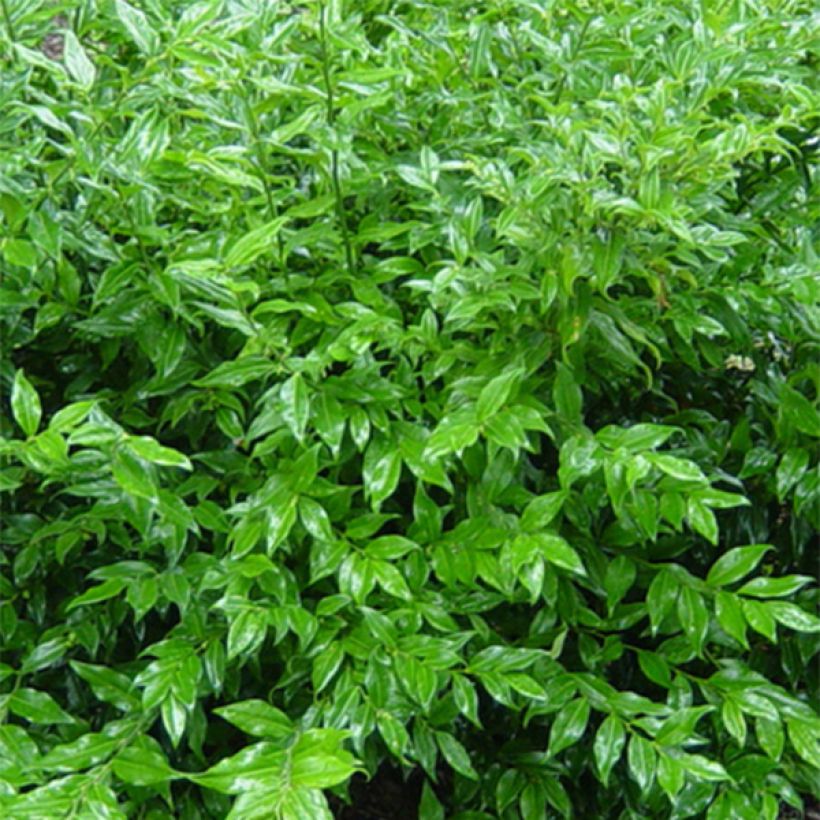 Sarcococca ruscifolia (Fogliame)