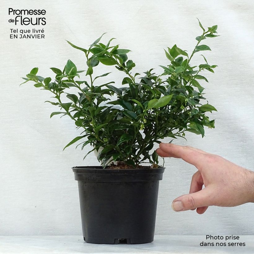 Sarcococca ruscifolia Vaso da 2L/3L esemplare consegnato in inverno