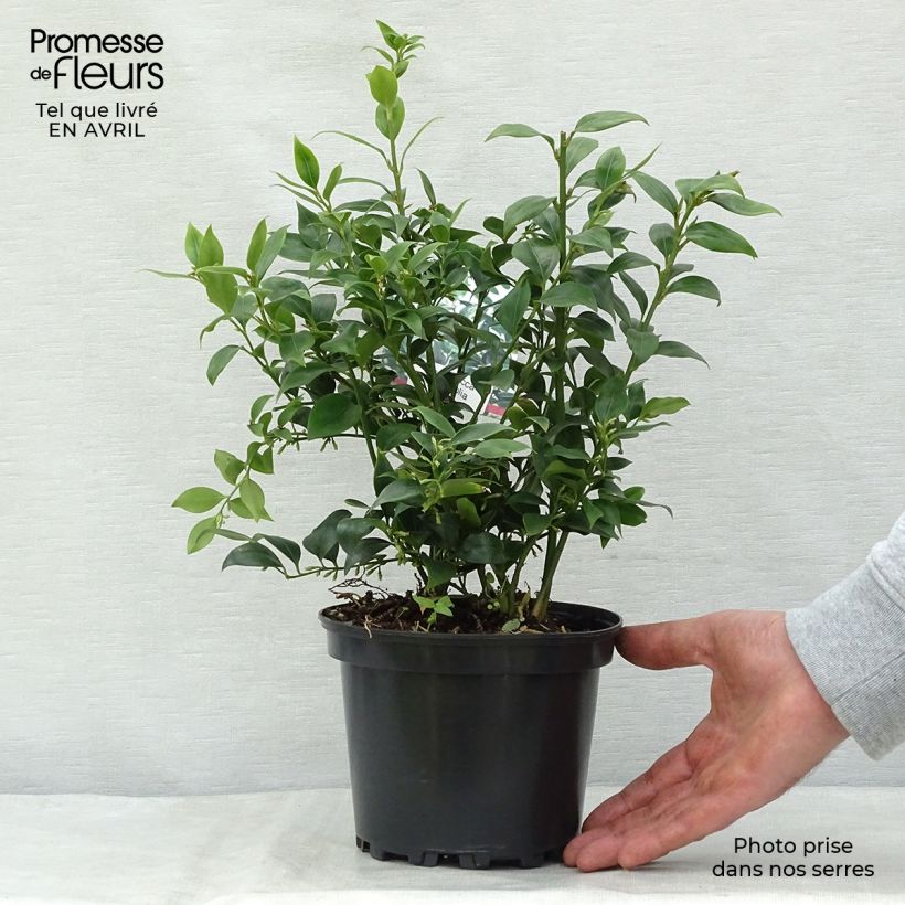 Sarcococca ruscifolia Vaso da 2L/3L esemplare consegnato in primavera