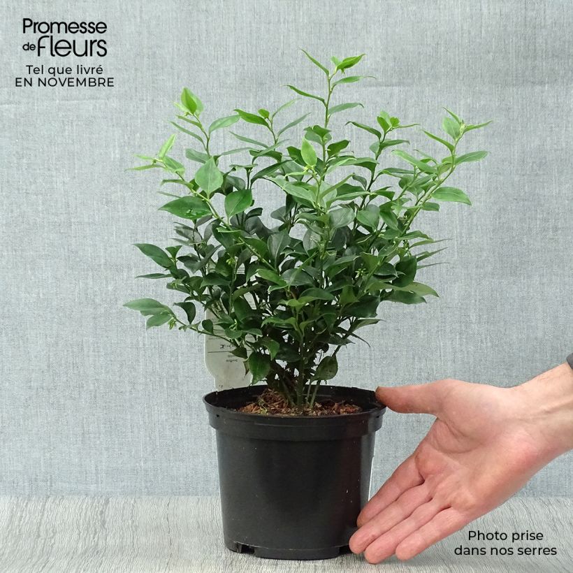 Esemplare di Sarcococca ruscifolia Vaso da 2L/3L come consegnato in autunno