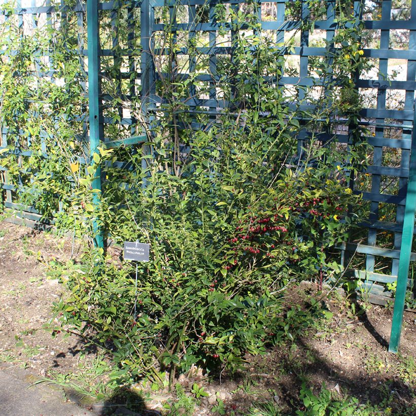 Sarcococca ruscifolia (Porto)