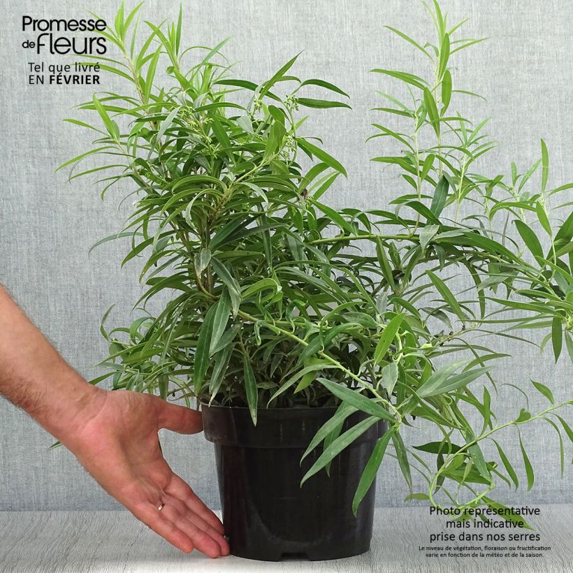 Esemplare di Sarcococca saligna Vaso da 2L/3L come consegnato in autunno