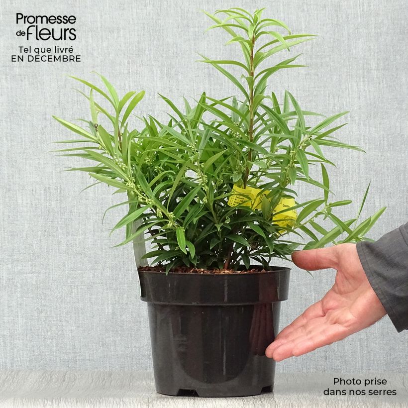 Sarcococca saligna Vaso da 2L/3L esemplare consegnato in inverno