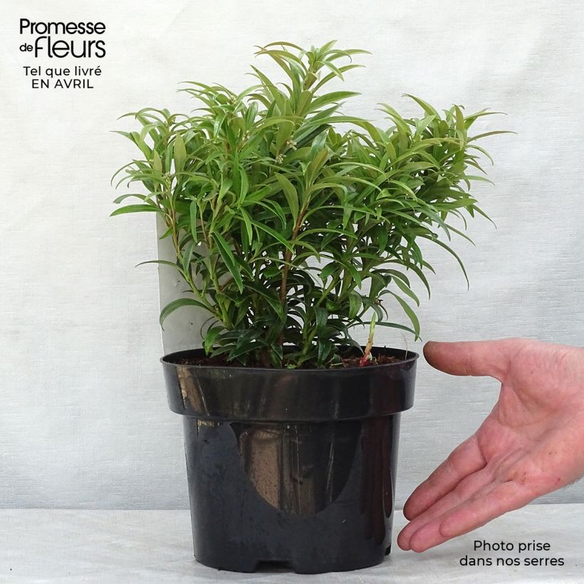 Sarcococca saligna Vaso da 2L/3L esemplare consegnato in primavera
