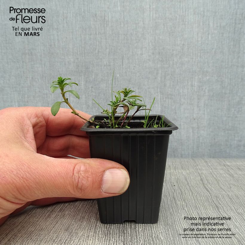 Satureja montana citriodora - Santoreggia montana Vasetto da 8/9 cm esemplare consegnato in primavera