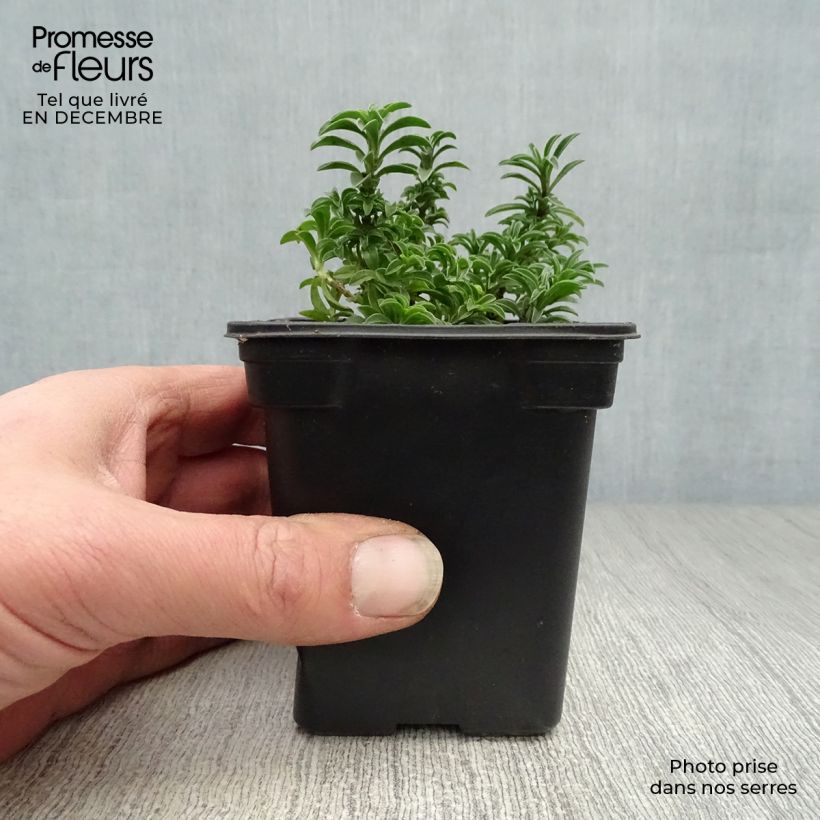 Santoreggia montana Vasetto da 7/8 cm esemplare consegnato in inverno