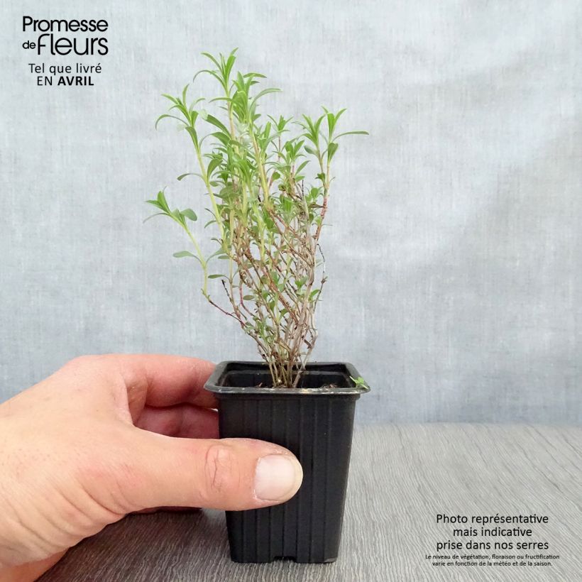 Santoreggia montana Vasetto da 7/8 cm esemplare consegnato in primavera