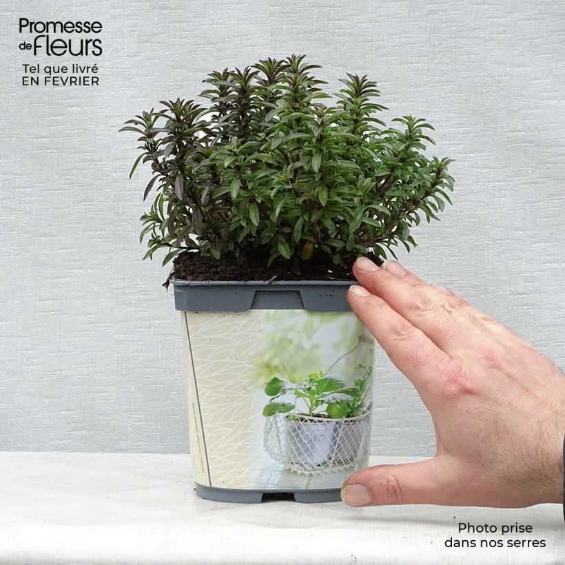 Santoreggia montana Bio (piante) Vaso da 1L/1,5L esemplare consegnato in inverno