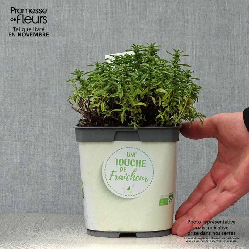 Esemplare di Santoreggia montana Bio (piante) Vaso da 1L/1,5L come consegnato in autunno