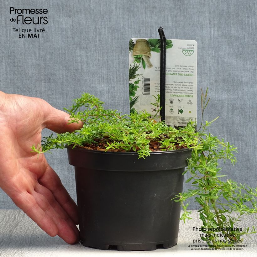Satureja spicigera - Santoreggia strisciante Vaso da 1,5L/2L esemplare consegnato in primavera